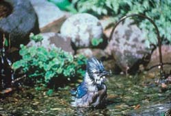 Bathing Bluejay