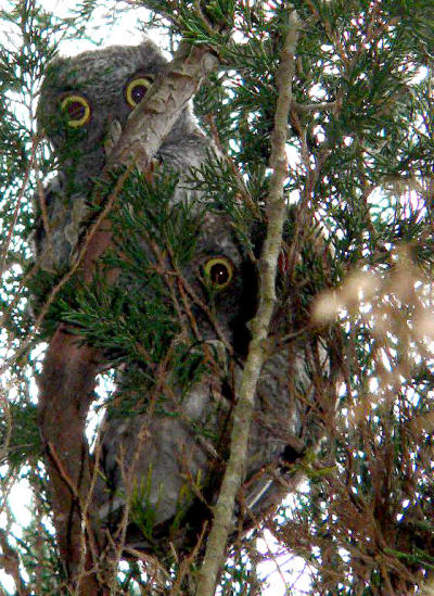 more owls