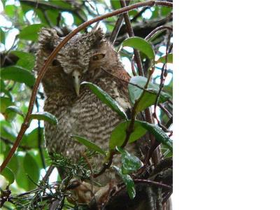 baby owl