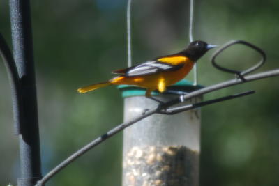 oriole