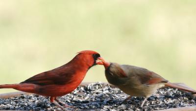 Cardinal courtship
