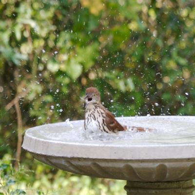 Brown Thrasher