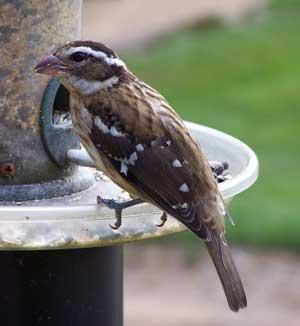 Rose-breasted Grosbeak