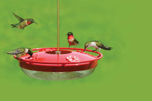 High perch hummingbird fdr High perch hummingbird fdr