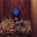 Bluebird babies c
